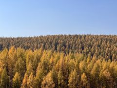 -塞罕坝国家级自然保护区