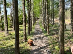 -上海长兴岛郊野公园