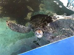 -北戴河圣蓝海洋公园