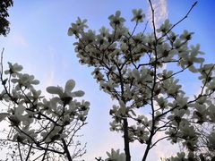 -滨湖塘西河公园