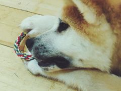 -喜柴咖啡·柴犬狗咖