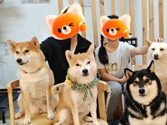 -柴迷FANS CLUB·柴犬狗咖·猫咖