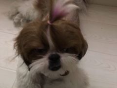 -北京恒爱动物医院(清景园分院)