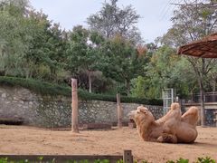 -石家庄市动物园