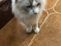 -李小姐の猫咖啡馆(五角场店)