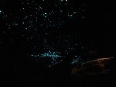 -怀托摩萤火虫洞