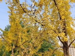 -高庙村(地铁站)