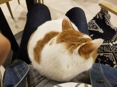 -平行世界·猫咖(首经贸店)