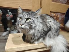 -MOCHA明星猫咖(田子坊店)