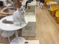 -有喵·猫咖·狗咖·30几只猫10只小狗(岗厦店)