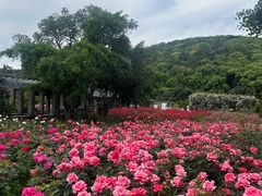 -龙寺生态园