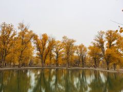 -金塔沙漠胡杨林景区