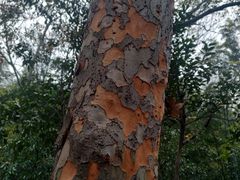 -上海佘山国家森林公园天马山园