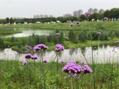 -洋湖国家湿地公园