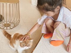 -飞行喵MR PILOT|猫舍·猫咖(静安大融城店)