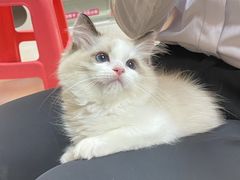 -lincat·猫舍(广州店)