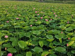 -羊亭河湿地公园