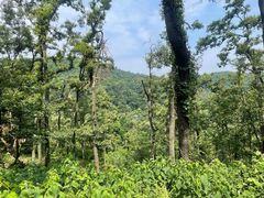 -南京老山国家森林公园