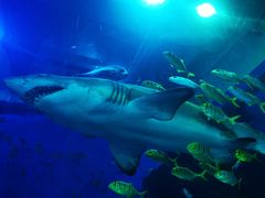 -成都浩海立方海洋公园