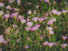 -洋湖国家湿地公园