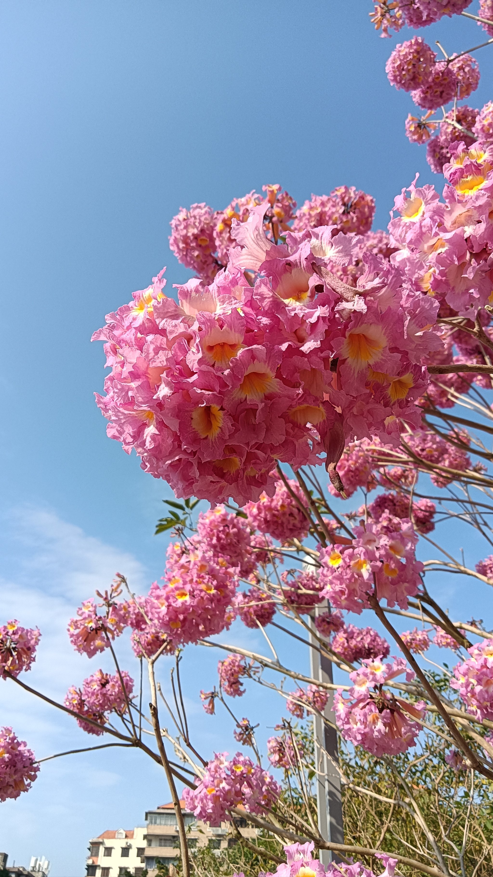 丹麦紫风铃花百度百科图片