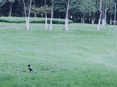 -后襄河公园