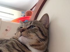 -宠福鑫康馨动物医院·骨科·眼科
