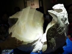 -贝壳梦幻世界