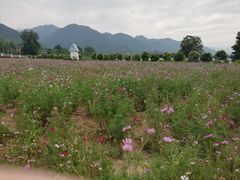 -曲江薰衣草庄园
