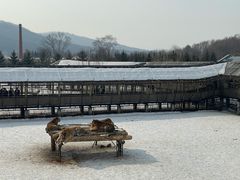 -横道河子东北虎林园