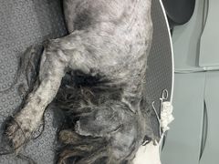 -四月宠物医院·猫专科·心脏专科·内科(转塘店)