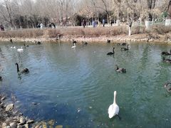 -长白岛森林公园