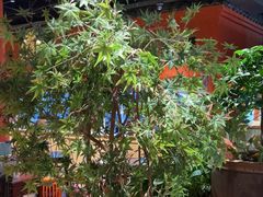 -老客家·客家菜(万达店)