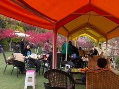-桃源山庄·水蜜桃采摘·柴火鸡·烧烤团建(龙泉山店)