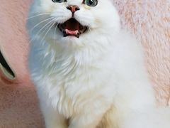 -十年猫舍·猫咪专门店(普陀店)