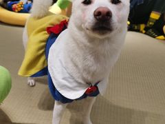-逗柴咖啡屋·狗咖猫咖宠物桌游