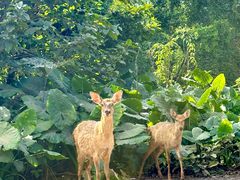 -海南热带野生动植物园