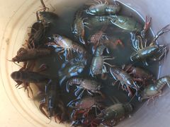 -同銮特种养殖场·龙虾垂钓