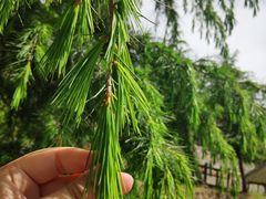 -硗碛藏寨·神木垒景区