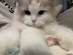 -瑞派福兴宠物医院犬猫全科·骨科·中西医结合(河东店)