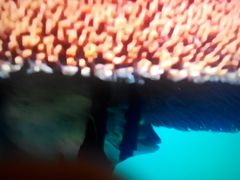 -海口绿发希尔顿酒店-田园汇自助餐·三文鱼·海鲜