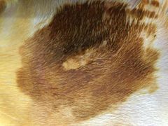 -瑞鹏宠物医院·猫科·宠保定点(梅溪湖分院)