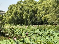 -东郊湿地公园