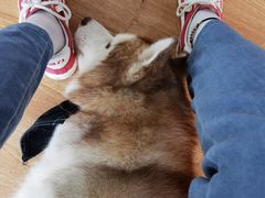 -Husky Go! 哈士奇体验馆·宠物咖啡厅狗咖