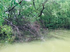 -大湾区中央湿地公园