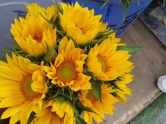 -三圣花乡旅游区