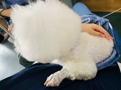 -爱侣宠医·鹦鹉专科·小型哺乳类·异宠专科(灵石路店)