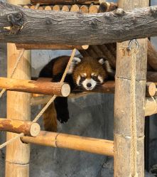-Zoolung Zoolung动物主题公园(海信广场店)