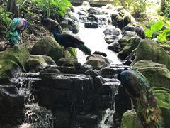 -吉隆坡雀鸟公园