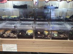 -酷以爬仙阁实体爬宠店·守宫·蜥蜴·专业繁育